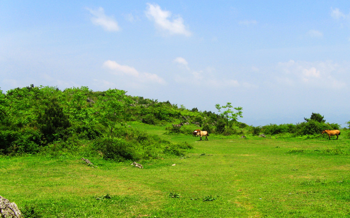 恩施齐岳山山地草场 恩施齐岳山山地草场