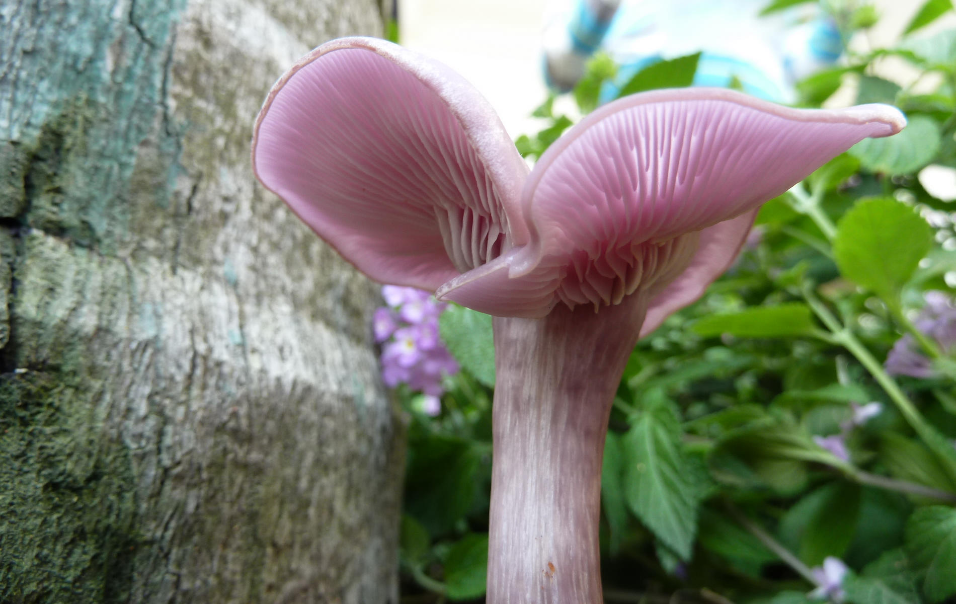 野生菌类蘑菇壁纸