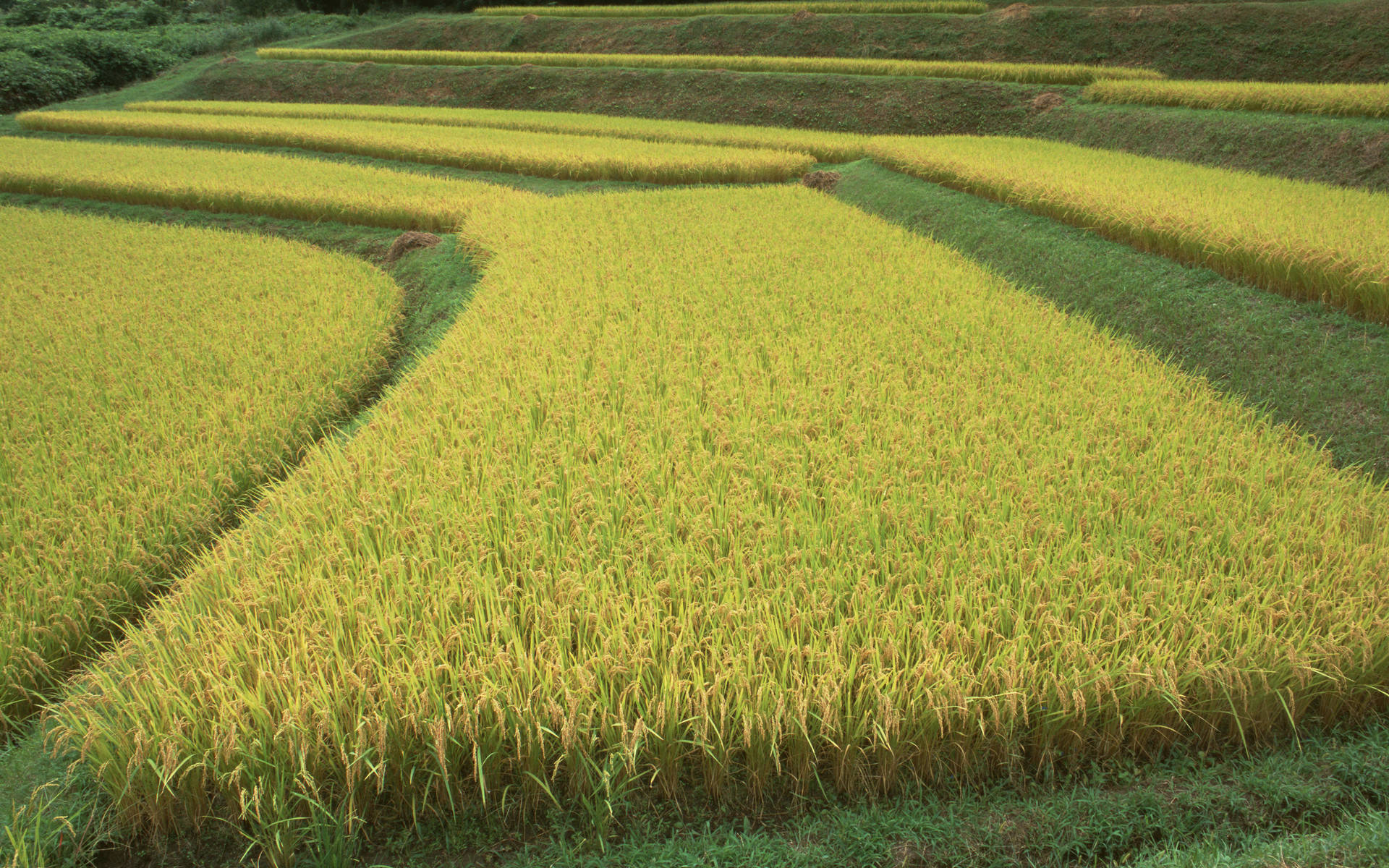 稻田水稻和山摄影图高清摄影大图-千库网