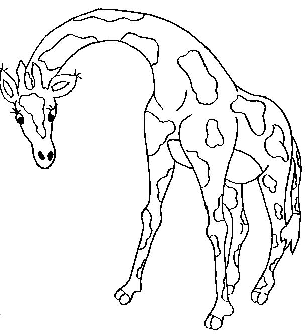 长颈鹿简笔画:西非长颈鹿资料