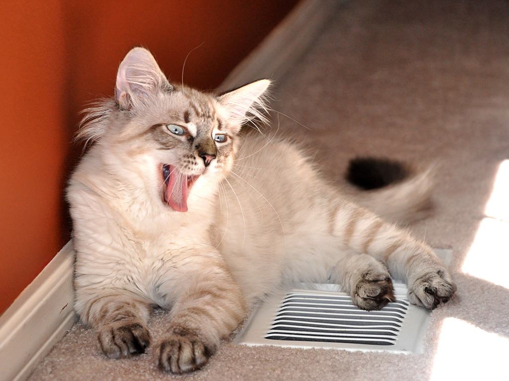 个性十足的宠物猫咪壁纸