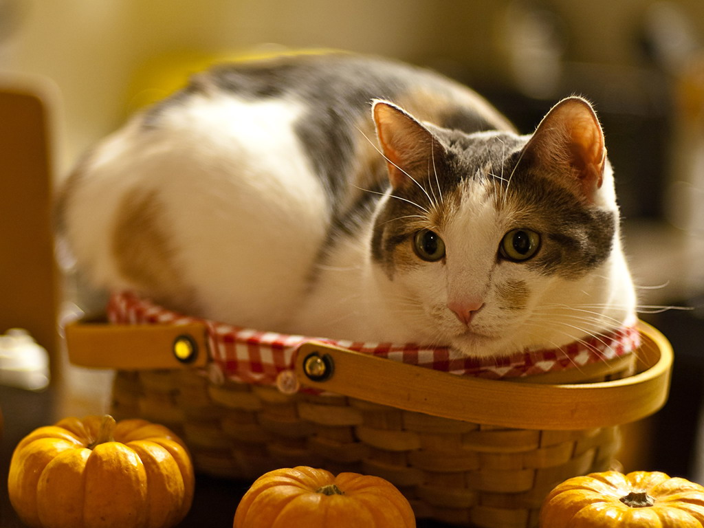 个性十足的宠物猫咪壁纸