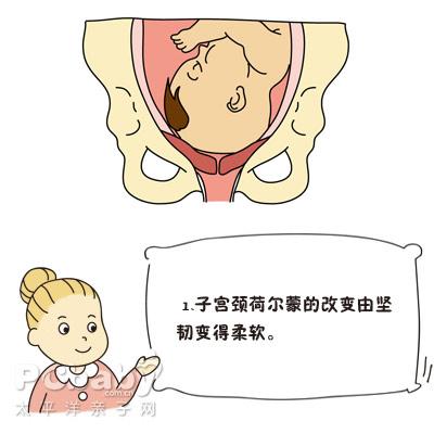 分娩1期子宫颈的变化