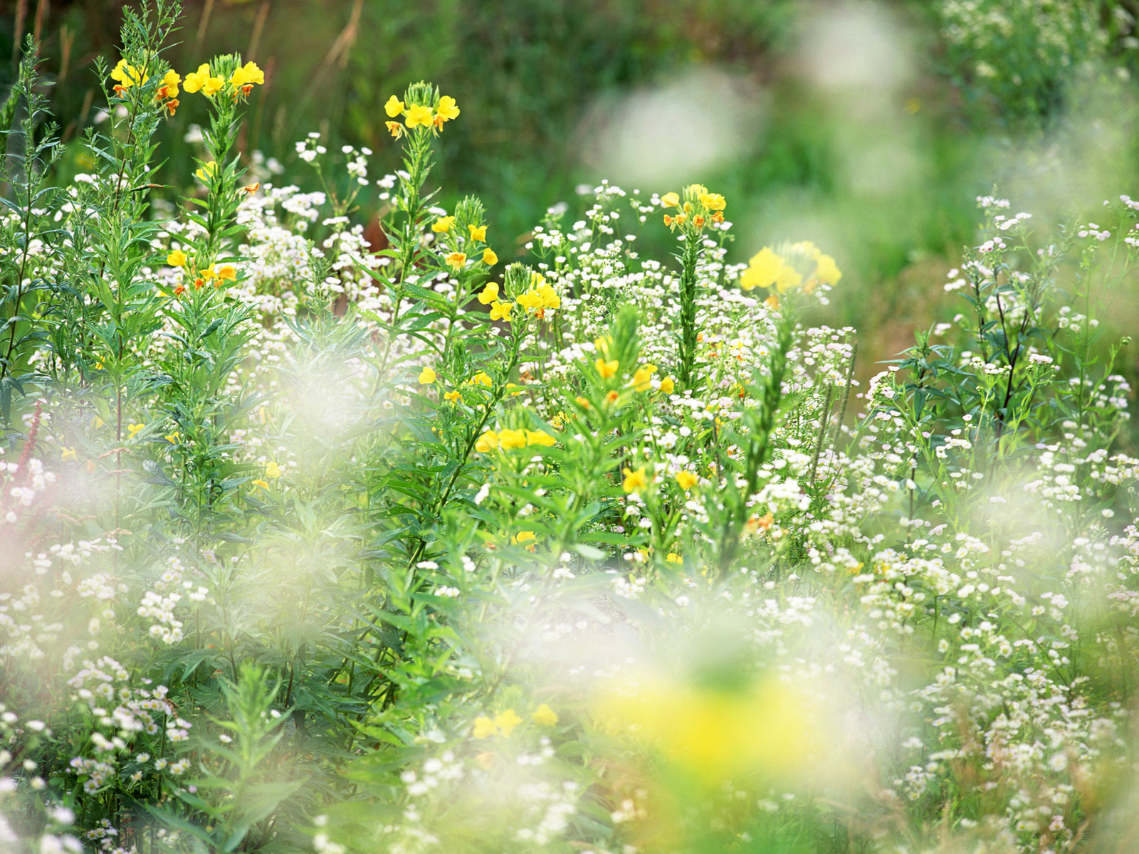 北国风光野花组合|地域气候组合系列|花啦啦花卉种业