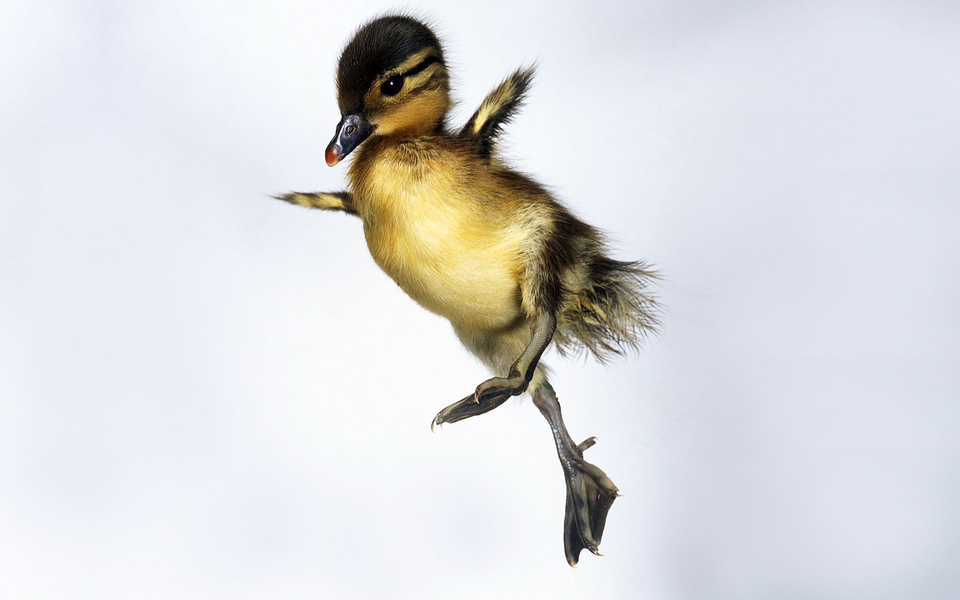 壁纸1024×768可爱黄毛小鸭子图片Yellow baby duck Photo Desktop壁纸,宠物宝贝(五)-小鸡小鸭壁纸图片-动物 ...