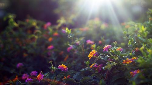 夕阳.花